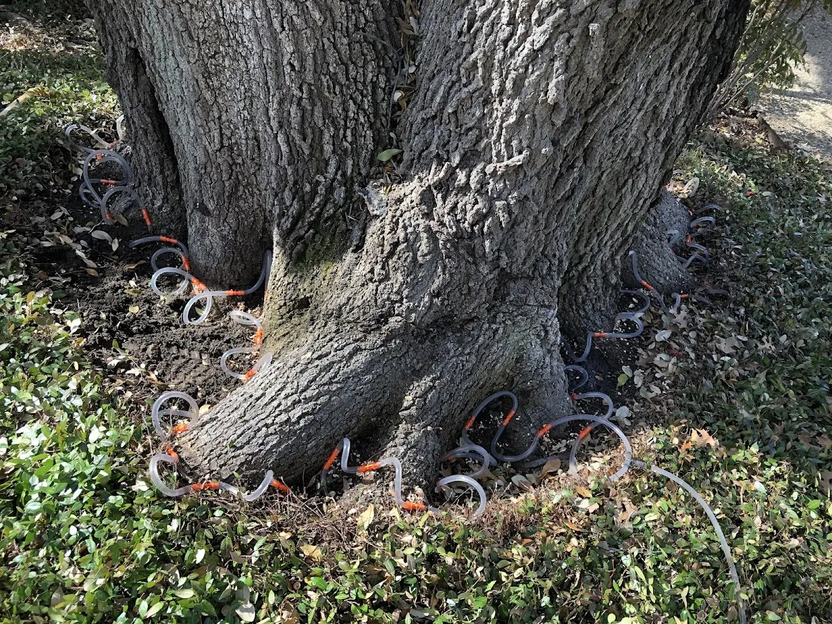 Detailed Tree Cabling and Bracing job site in Gildford