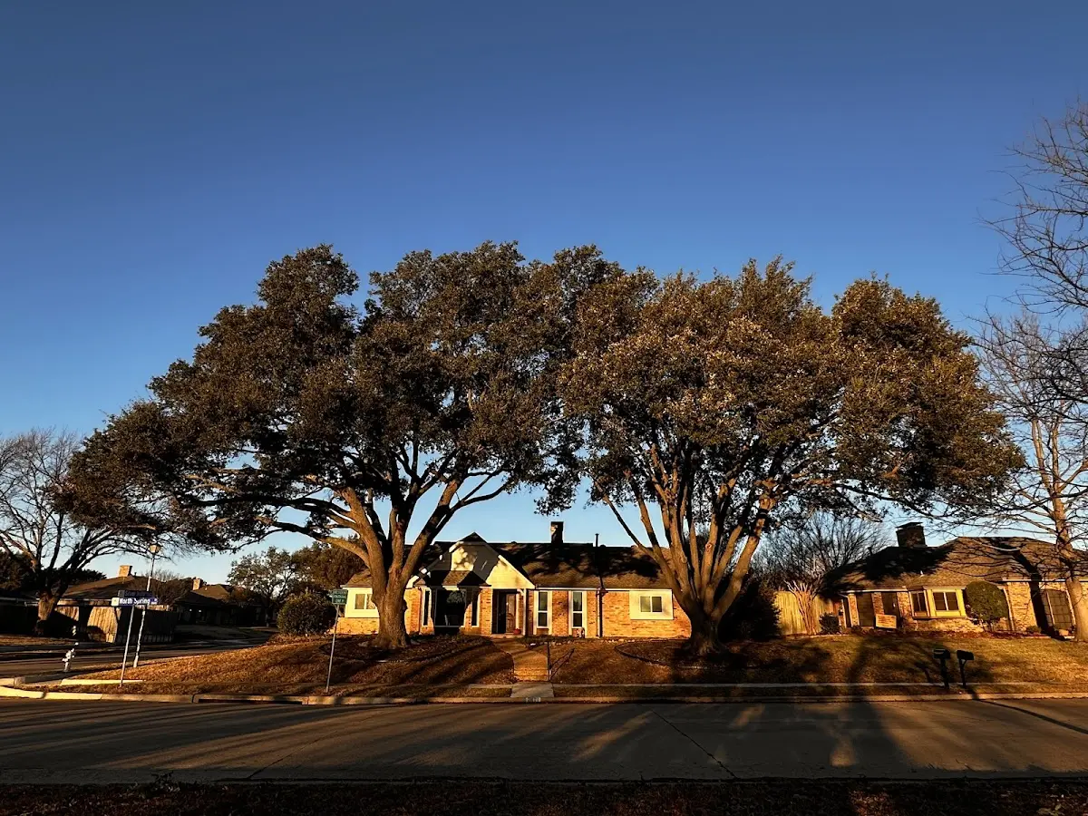 Established residential canopy tree shading a home in Gildford